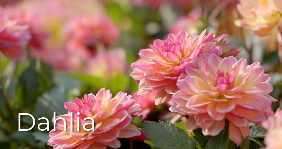 dahlia romance flower