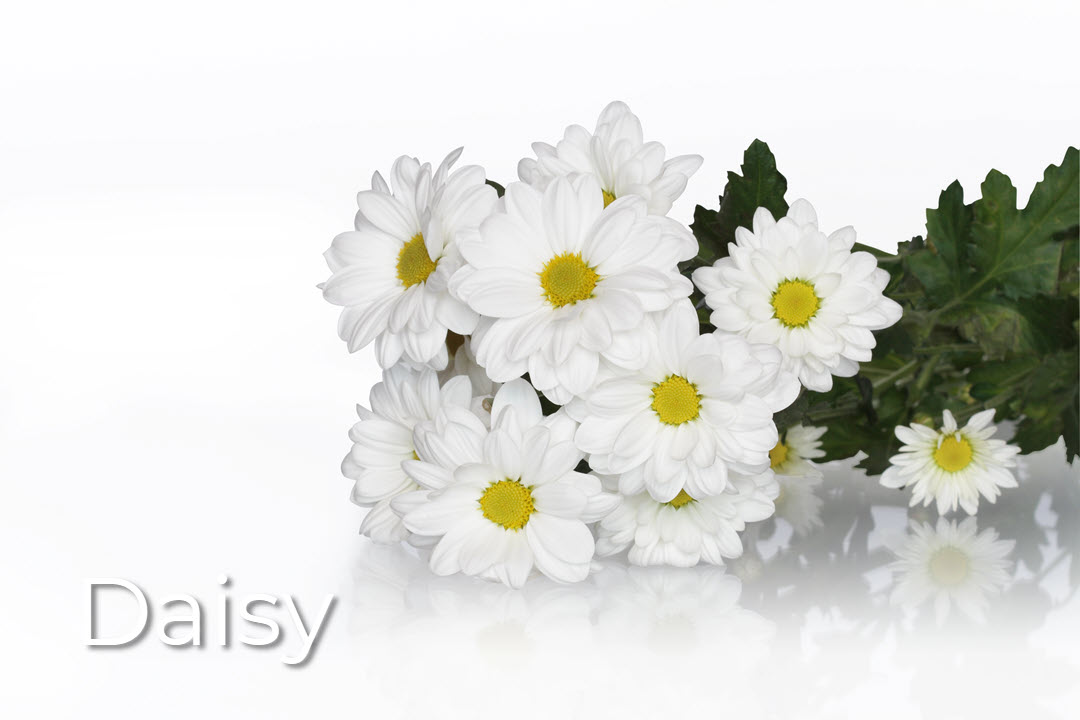 the romantic daisy flower