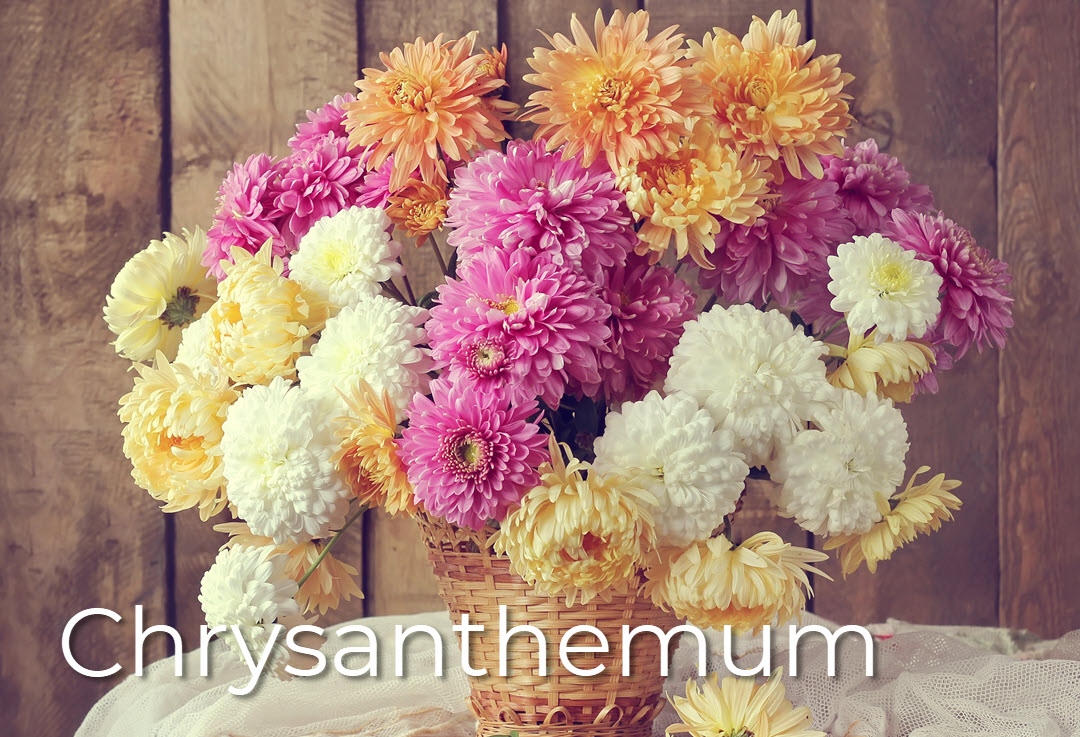 the romantic chrysanthemum